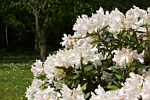 Rhododendronpark